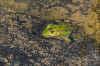 AMPHIBIENS