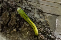 Cimbicidae.