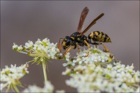 Vespidae.