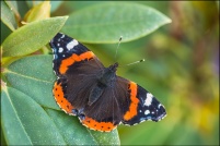 INSECTES