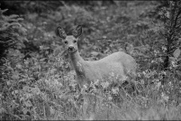 Capreolus capreolus - Chevreuil.  Chevrette. : Capreolus,Chevreuil,chevrette