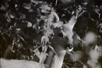 Capreolus capreolus - Chevreuil.