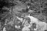 Capreolus capreolus - Chevreuil.  Chevrette. : Capreolus,Chevreuil,chevrette