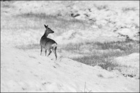 Capreolus capreolus - Chevreuil.  Chevrette. : Capreolus,Chevreuil,chevrette
