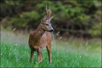 Capreolus capreolus - Chevreuil.  Brocard. : Chevreuil, chevrette, photos