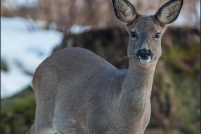 Capreolus capreolus - Chevreuil.  Chevrette.