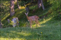 Capreolus capreolus - Chevreuil.  Chevrette. : Chevreuil, chevrette, photos