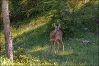Capreolus capreolus - Chevreuil.  Chevrette. : Chevreuil, chevrette, photos