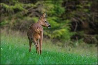 Capreolus capreolus - Chevreuil.  Chevrette. : Chevreuil, chevrette, photos