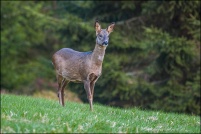 Capreolus capreolus - Chevreuil.  Chevrette. : Chevreuil, chevrette, photos