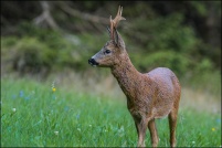 Capreolus capreolus - Chevreuil.  Brocard. : Chevreuil, brocard, photos