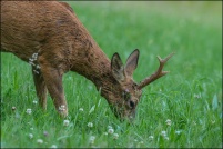 Capreolus capreolus - Chevreuil.  Brocard. : Chevreuil, brocard, photos