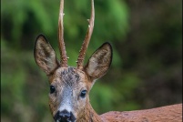 Capreolus capreolus - Chevreuil.  Brocard. : Chevreuil, brocard, photos