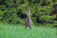 Capreolus capreolus - Chevreuil.  Brocard. : Chevreuil, brocard, photos