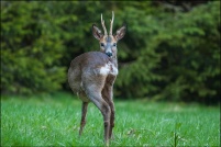 Capreolus capreolus - Chevreuil.  Brocard. : Chevreuil, brocard, photos