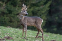 Capreolus capreolus - Chevreuil.  Brocard. : Chevreuil, brocard, photos