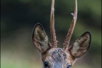 Capreolus capreolus - Chevreuil.  Brocard. : Chevreuil, brocard, photos