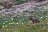 Lepus capensis - Lièvre brun.