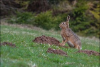 Lepus capensis - Lièvre brun.