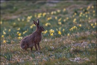 Lepus capensis - Lièvre brun.