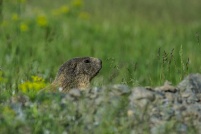 MARMOTTES