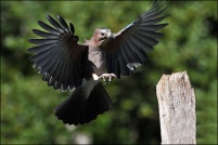 OISEAUX