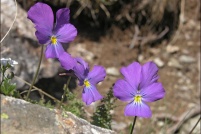 Violaceae.