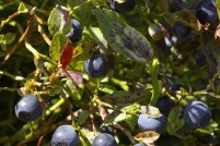 Vaccinium myrtillus - Myrtilles.  Gérardmer (88)