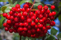 Sorbier aucuparia - Sorbier des oiseleurs.