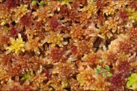 mousse-10