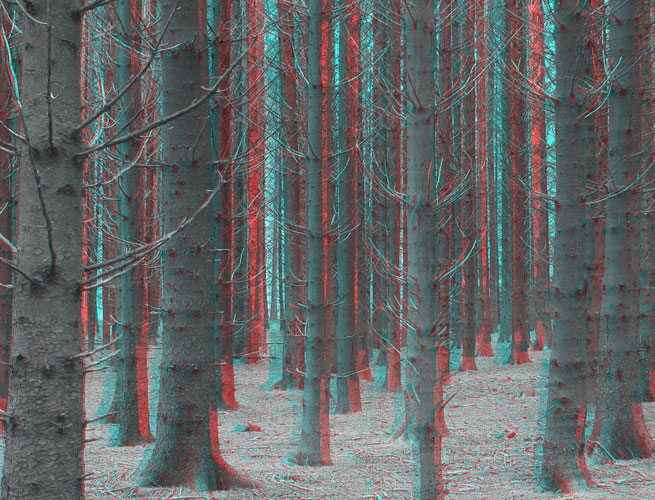 88-Foret vosgienne.