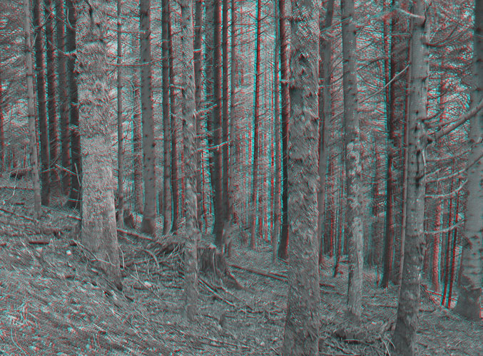 88-Foret vosgienne.