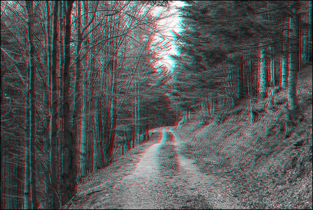 88400 - Xonrupt-Longemer, Chemin forestier à Belbriette.