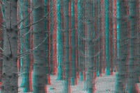 88-Foret vosgienne. : photo,3d,paysage,88