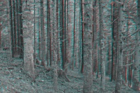 88-Foret vosgienne. : photo,3d,paysage,88