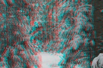 88-Paysage d'hiver en foret vosgienne. : photos,3d,paysage,hiver,vosges,88