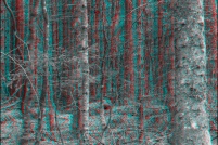 88-Foret vosgienne. : photo,3d,paysage,88