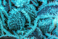 Cristaux de Givre : photos,3d,paysage,hiver,vosges,88
