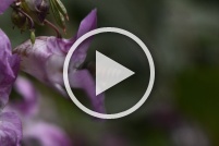 Abeille : Vidéo,abeilles