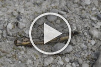 fourmis-01 : Vidéo,fourmis