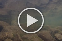 Chevesne (Squalius cephalus) : Vidéo,poisson,chevesne