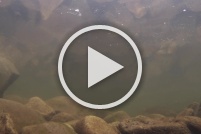 Truite arc-en-ciel (Oncorhynchus mykiss) : Vidéo,truite