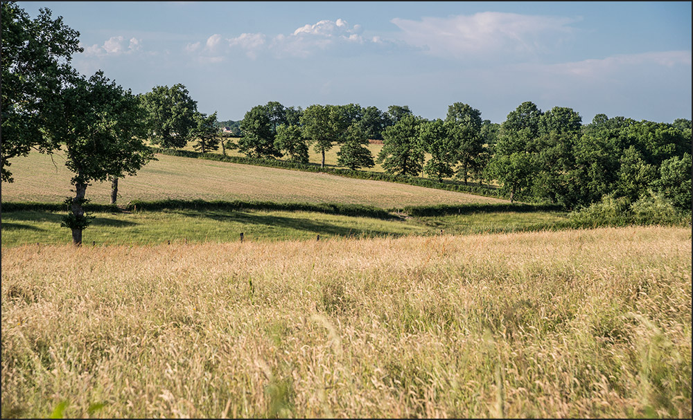 Paysage de l'Allier.
