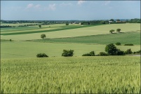 03110-Cognat-Lyonne-Paysages-(3).jpg