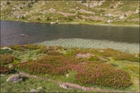 05100 - Névache.  Lac de Cristol, altitude 2245m. : 05,Névache,Lac,Cristol
