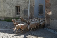 Ceillac. : 05,Ceillac,moutons,village