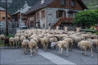 Ceillac. : 05,Ceillac,moutons,village