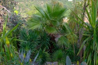 06360-Eze.  Le jardin exotique.