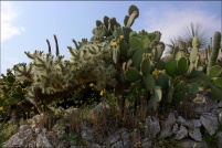 06360-Eze.  Le jardin exotique.