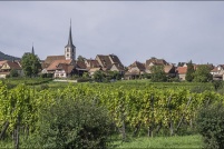 67140-Mittelbergheim. : 67,Mittelbergheim